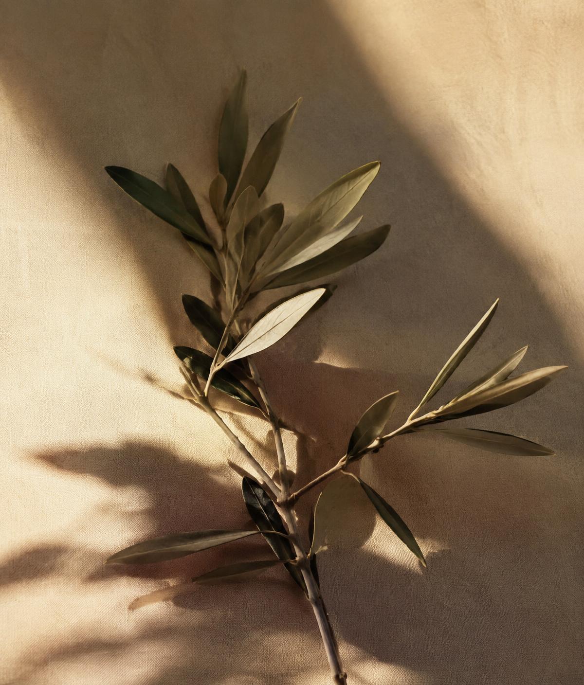 An olive branch resting in warm morning light